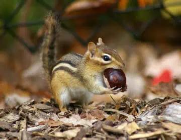 20 Types of Chipmunks: Species, Identification, and Photos