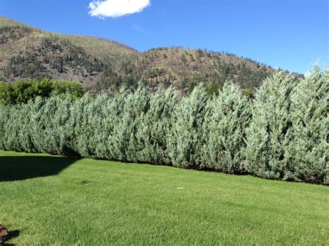 Moonglow Juniper privacy hedge | Garden shrubs, Garden hedges, Natural fence