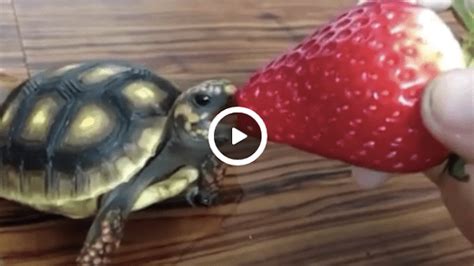 “Baby Turtle Eating Strawberry” Is the Most Adorable Thing I Have Ever ...