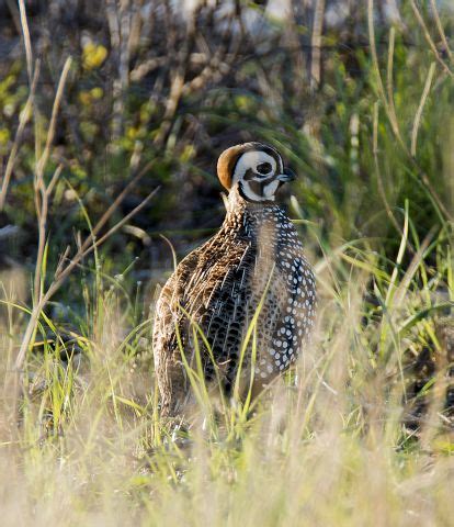 Montezuma Quail in the Edwards Plateau | Caesar Kleberg Wildlife ...