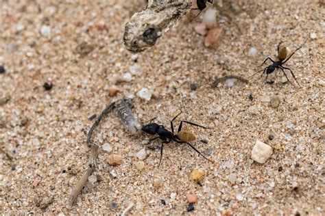 Namibian Ant Eating a Worm, with a Dead Snake Stock Image - Image of camponotus, insect: 255453153