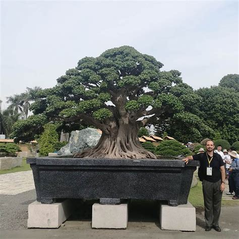 Notable Record-Breaking Bonsai Trees Across the Globe - Hooked on Bonsai