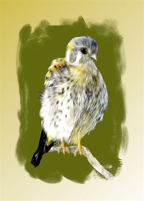 Free Images : wing, animal, paint, owl, bird of prey, sketch, drawing ...