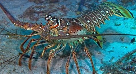 Spiny Lobster Facts | Anatomy, Diet, Habitat, Behavior