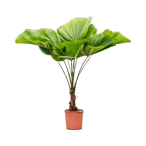 Rent the licuala grandis (XL) - Leafy Life - A green bushy plant