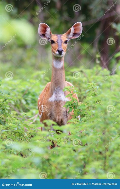 Bushbuck Hiding From Predators On Savanna Stock Photo | CartoonDealer ...