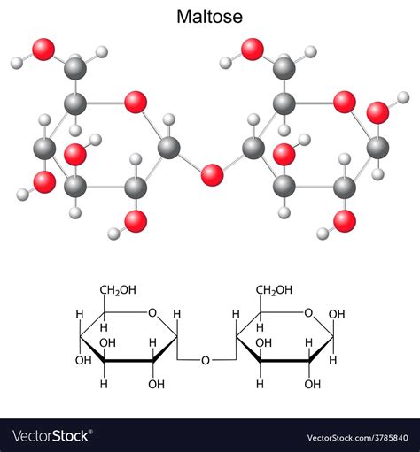 Structural chemical formula and model of maltose Vector Image