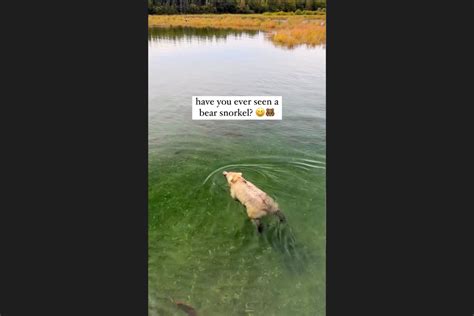 Watch As the World's Most Relaxed Grizzly Bear Floats Down a River - Outdoors with Bear Grylls