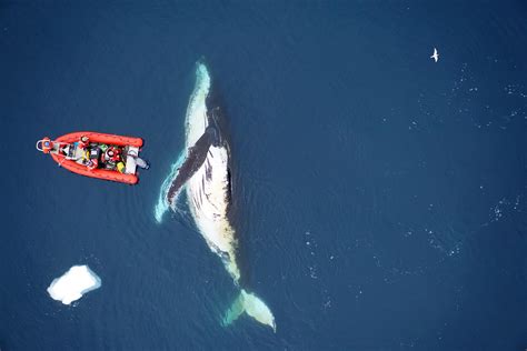 Blue Whales Eating Krill