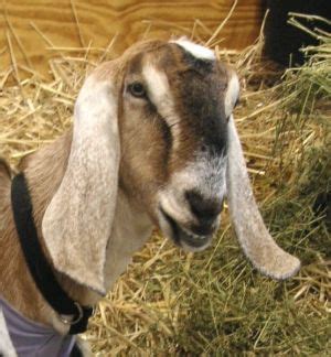 Goat Breeds Nubian – Goats