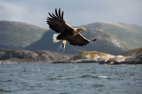 Norwegian Nature, the White-Tailed Eagle – The Leirdal Blog