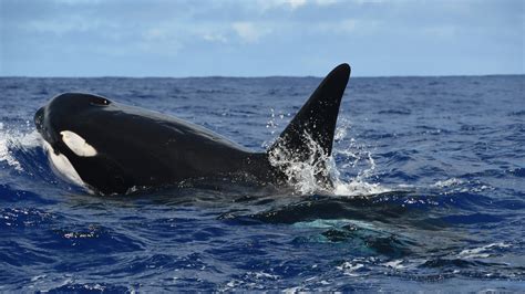 Scientist witness killer whales attacking blue whale for the first time : NPR