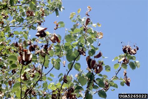 fire blight (Erwinia amylovora)