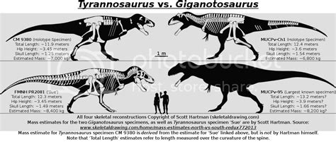 Tyrannosaurus Vs. Giganotosaurus Size Comparison Photo by Spinodontosaurus | Photobucket