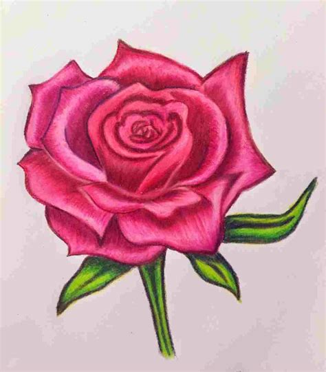 Rose Drawing In Color at PaintingValley.com | Explore collection of ...