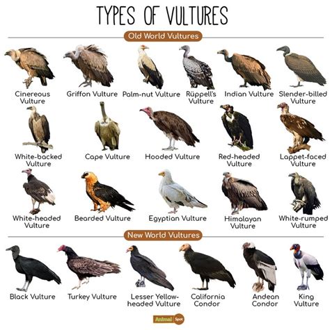 Vulture Species and Characteristics