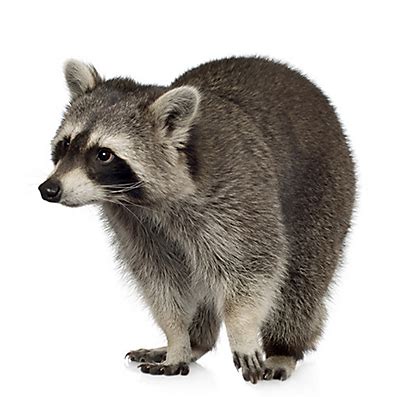 Facts about Raccoons | Raccoon Facts | Havahart®