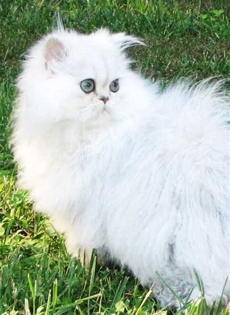 persian cat personality : Biological Science Picture Directory ...