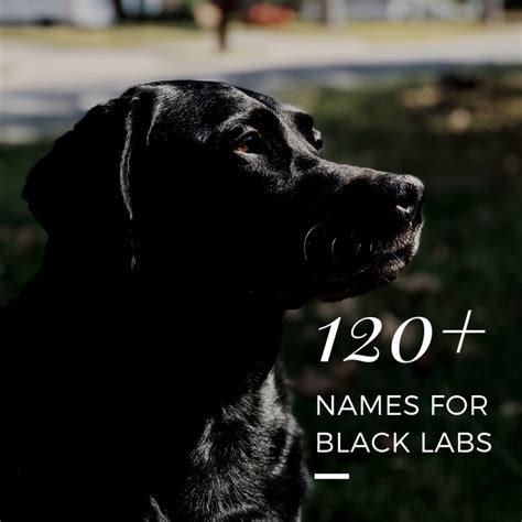 120+ Best Dog Names for Black Labradors - PetHelpful