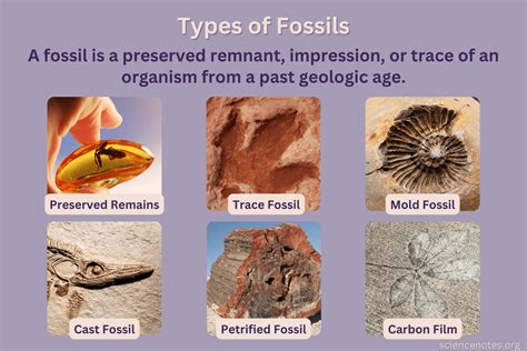 What Is a Fossil? Definition, Types, Examples