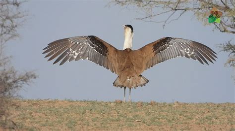 The critically endangered Great Indian Bustard (GIB)