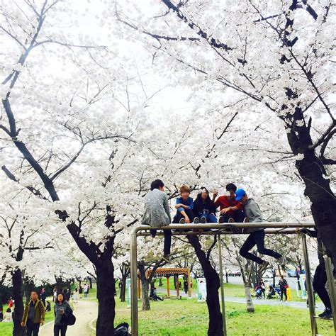 Absolutely Gorgeous Blooming Cherry Blossom Photos Ever, in Daegu South Korea, Samsung Lions ...