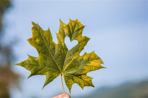 Premium Photo | Fall and autumn season concept, closeup of hand holding a maple leaf cut out as ...