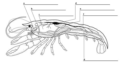 Crayfish Internal Anatomy Diagram | Quizlet