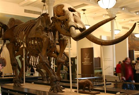 Michigan State Fossil | Mastodon