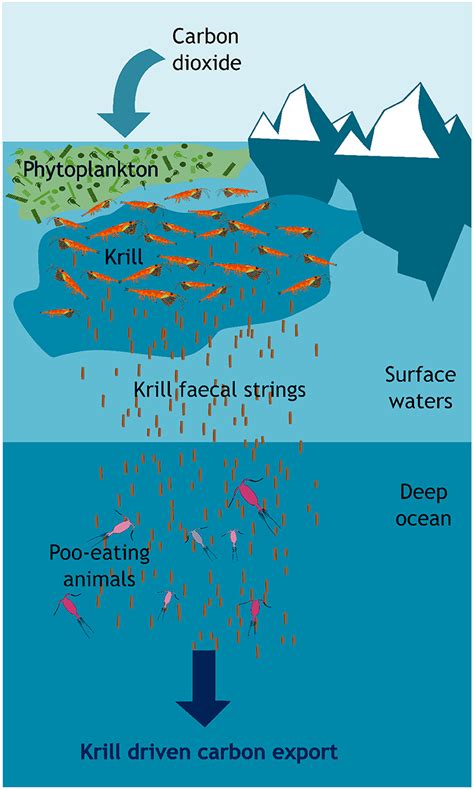 Antarctic Krill Swarm