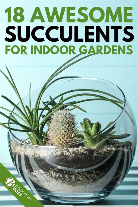 Best Succulents You Can Grow Indoors: A Garden Favorite