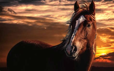 Brown Horse With White MacBook Air Wallpaper Download | AllMacWallpaper