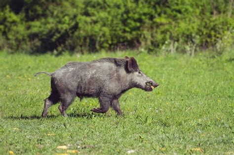 Hog Hunting Tips For Beginners - thehuntingjack.com