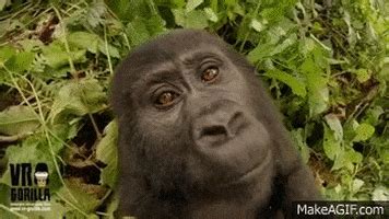 Gorilla GIF - Find & Share on GIPHY