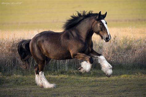 Shire Horse | Pferde fotografie, Pferdefotografie, Hundefotografie