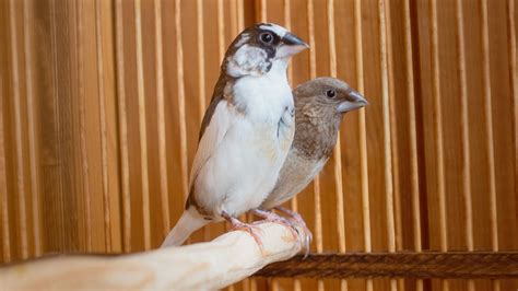 Society Finch - The Finches of Serenity | Serenity Aquarium & Aviary Services