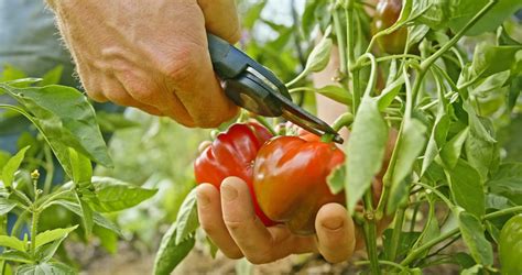 Harvesting your Bell Peppers - Food Gardening Network