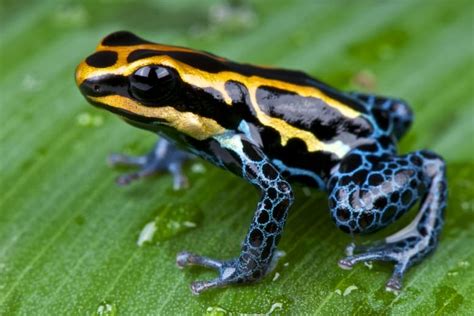 19 Poison Dart Frog Facts - Fact Animal