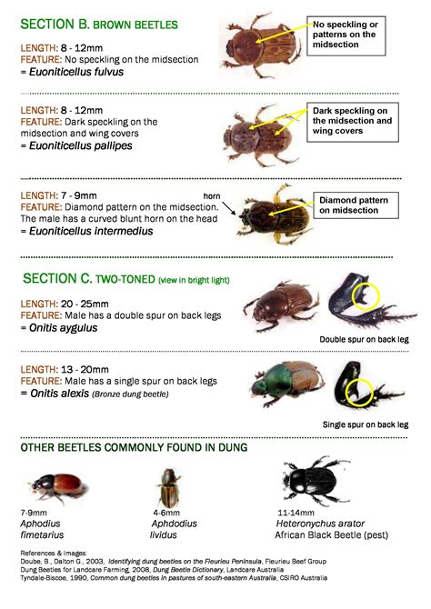 Dung Beetle Identification chart part 2 - Brown and 2 toned Beetles. From the Australian Govt ...