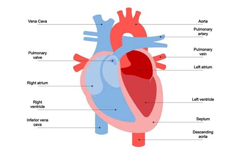 Understanding Human Heart with Heart Diagram | EdrawMax Online