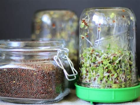 Broccoli Sprouting | How To Grow Broccoli Sprouts At Home