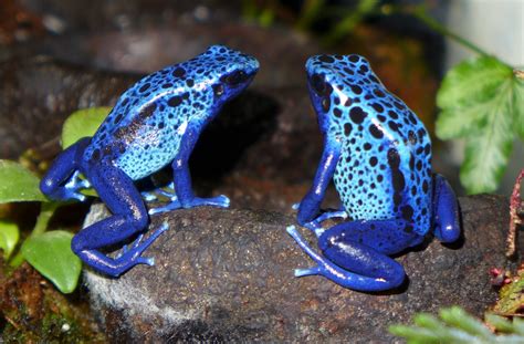 Blue Poison Dart Frog Facts For Kids | Kids Matttroy