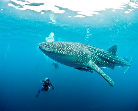 Whale Shark Size Comparison