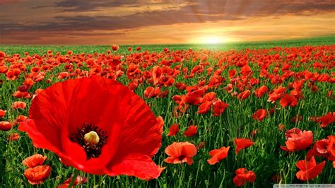 Download Sunset Poppy Field Wallpaper 1920x1080 | Wallpoper #449586