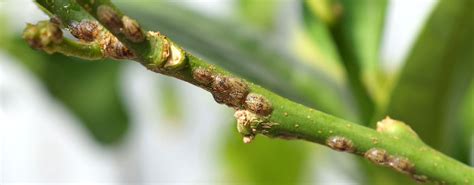 Scale Insects in Southwest Ohio: Description, Damage & Treatment ...