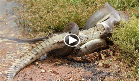 Giant anaconda attack crocodile - Blogsupermovie