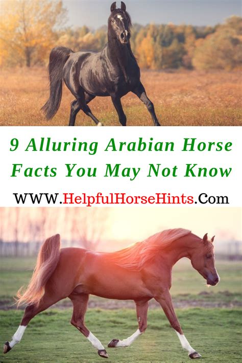 Arabian horse breed profile – Artofit