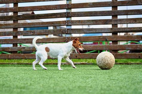 DOg play football on the field 17007810 Stock Photo at Vecteezy