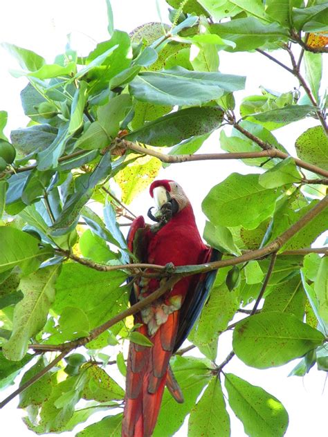 Scarlet Macaw - Friends of Retzer