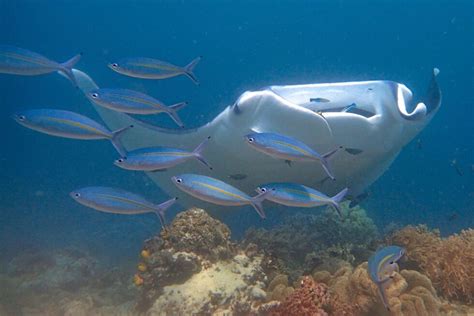 Why is it Important to Protect Manta Rays? - Manta Ray Advocates Hawaii